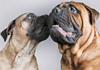 Bullmastiffs