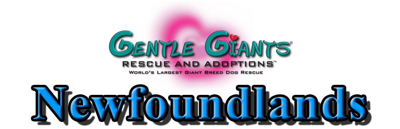 Greyhounds at Gentle Giants Rescue and Adoptions